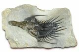 Spiny Psychopyge Trilobite - Huge For Species #362821-3